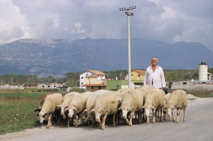 albanie ovce